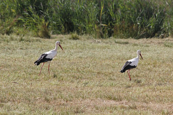 Storch
