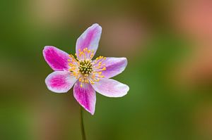 Roze Anemoonbloemen Bloeien