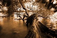 Dead wood at the lake