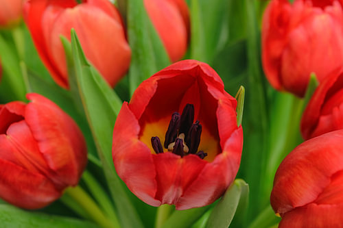 Red tulips in bloom