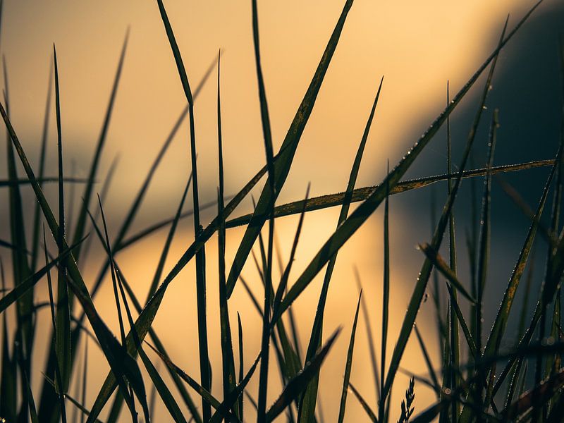 Ochtenddauw bij zonsopgang van Martijn Tilroe