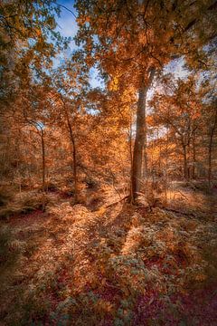 Herfst in het bos van Egon Zitter