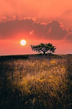 Boom in een landschap bij zonsopgang van Fotos by Jan Wehnert