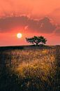Boom in een landschap bij zonsopgang van Fotos by Jan Wehnert thumbnail