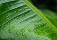 Banana leaf