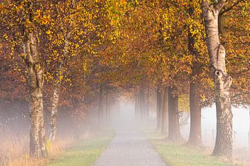 Berken in de mist in herfstkleuren van Francis Dost