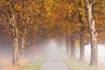 Berken in de mist in herfstkleuren