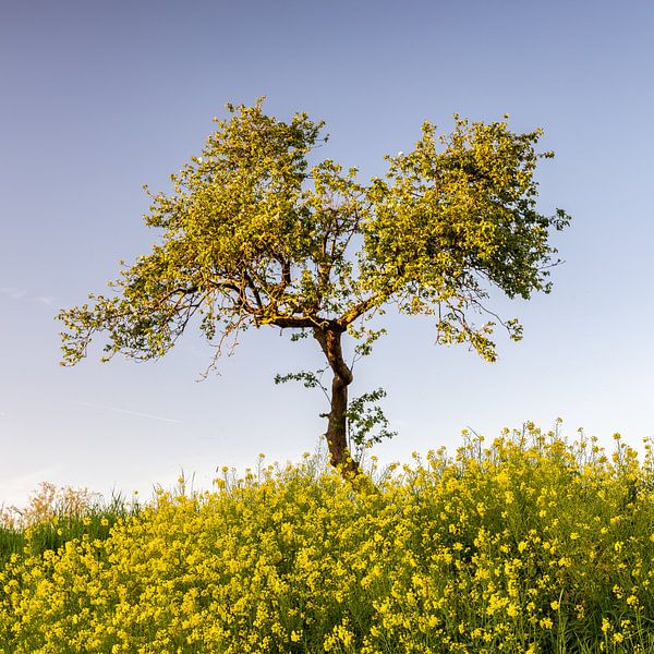 Lonely Tree by Eddy Reynecke