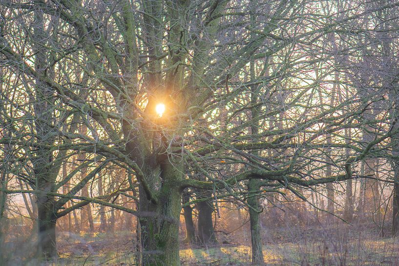 radiant tree by Tania Perneel