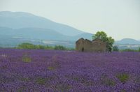 Lavender fields in Provence