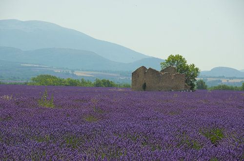 Les champs de lavande en Provence