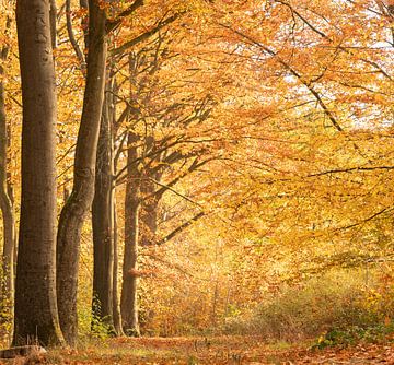 Herfstochtendlicht van Nicola Mathu