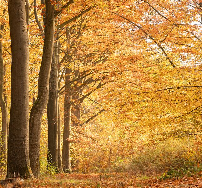 Lumière du matin d'automne par Nicola Mathu
