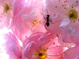 Roze bloesem. by Joke Schippers