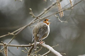 Robin gives whistling concerto by Gerda de Voogd