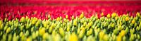  Niederländische Tulpe von Alex Hiemstra Miniaturansicht