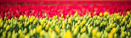 Hollandse Tulpen