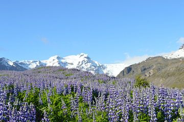 Lupine in ijsland van Eveline Vermeulen