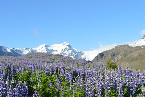 Lupine in ijsland