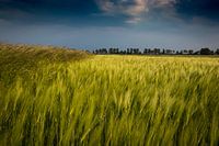 Grain Field