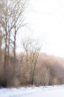 Winter wonderland | Linschoten | Pastel