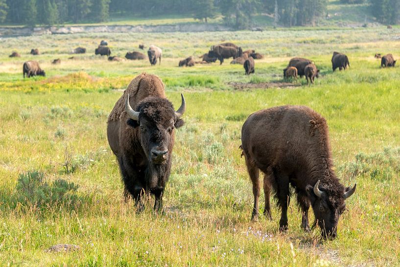 Parc national de Yellowstone par Studio Retouched fotoshop