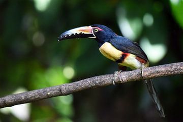 Birds of Costa Rica: Collared Aracari (Halsbandarassari) van Rini Kools