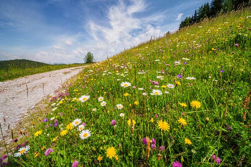 Bloemen in de bergen sur Coen Weesjes