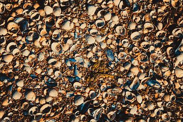 Shells