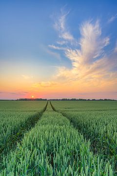 Coucher de soleil dans un champ de blé sur Michael Valjak