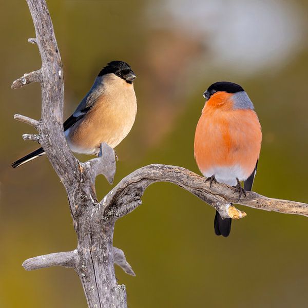 Bullfinch pair (Pyrrhula pyrrhula) by Gert Hilbink