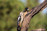 Feeding time Great Spotted Woodpecker