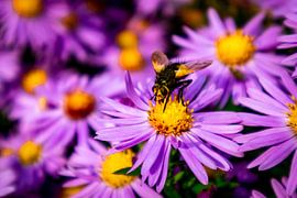 De magnifiques fleurs dans le jardin familial sur Oliver Hlavaty
