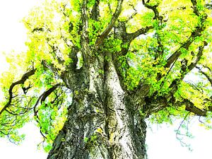 Tree Magic 118