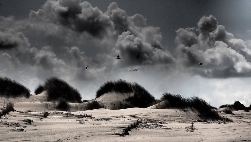 Terschelling, Wadden - meeuwen, wolken, duinen, storm par Robert-Jan van Lotringen
