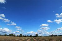 Veld met uien