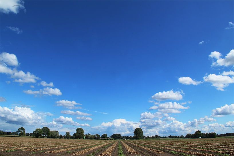 Field with onions by Teun Huisman