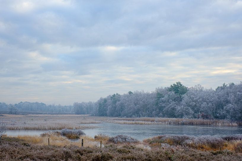 Frozen morning by Johan Vanbockryck