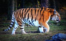 Tijger von Melanie Schook