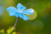 Floating Blue