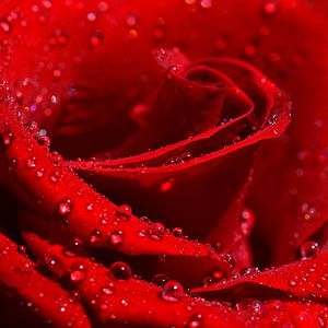 Rode Roos van Violetta Honkisz