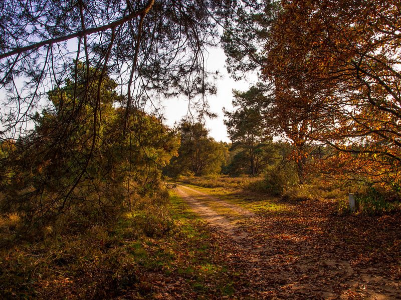 Wandelpad by Rinke Velds