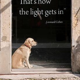 Dog in shop window by Marit Lindberg