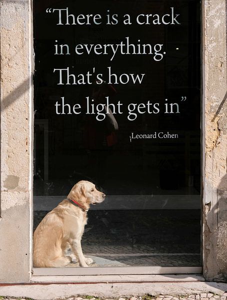 Chien dans une vitrine par Marit Lindberg