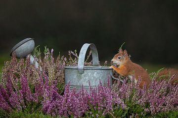 Eichhörnchen bei einer Gießkanne von Ina Hendriks-Schaafsma