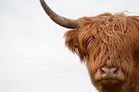 Schotse hooglander kop