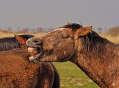 Laughing horse van Henk Goossens thumbnail