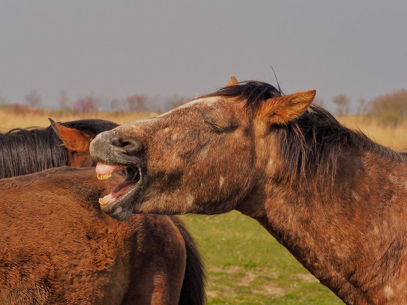 Laughing horse von Henk Goossens