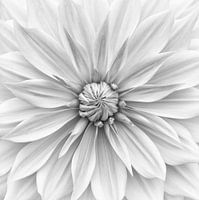 Hamari goud in monochroom