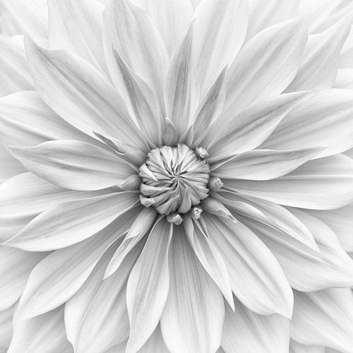 Hamari gold in einfarbig